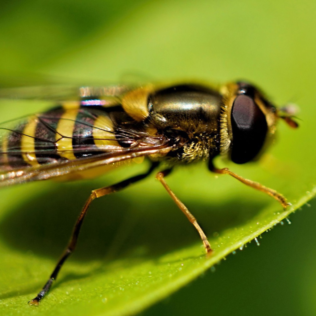 Оса на листе крупным планом