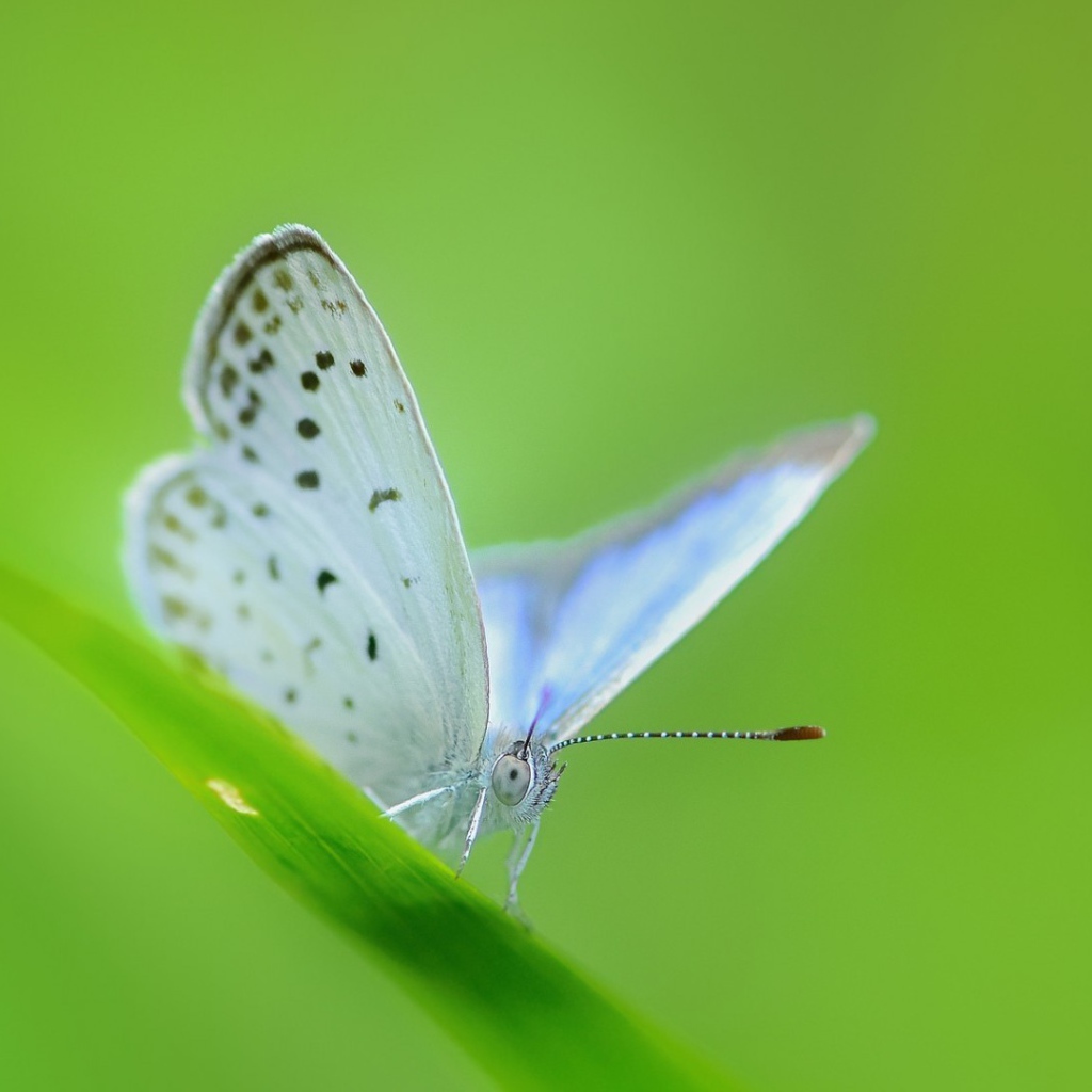 Белая бабочка на зеленой травинке
