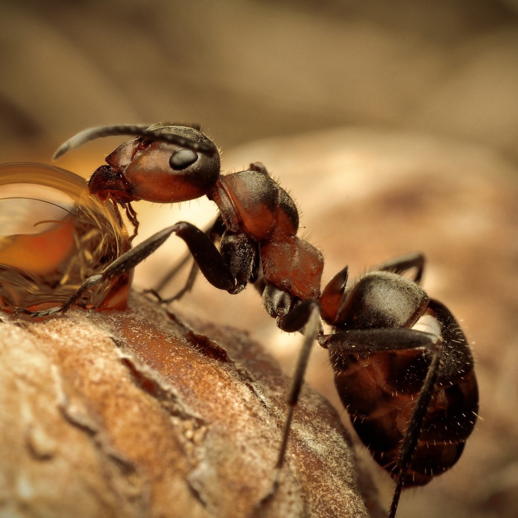 Муравей на водопое