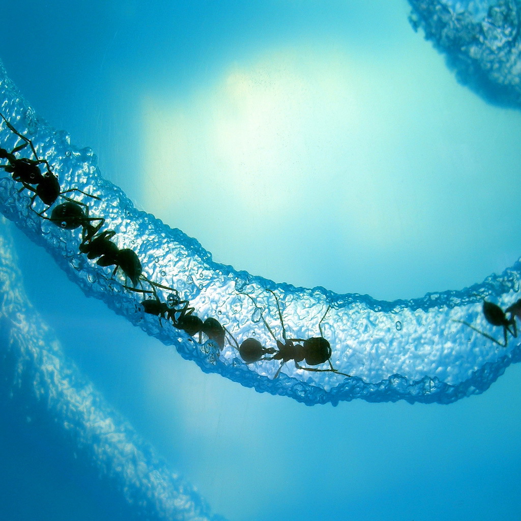 Муравьи в льдине