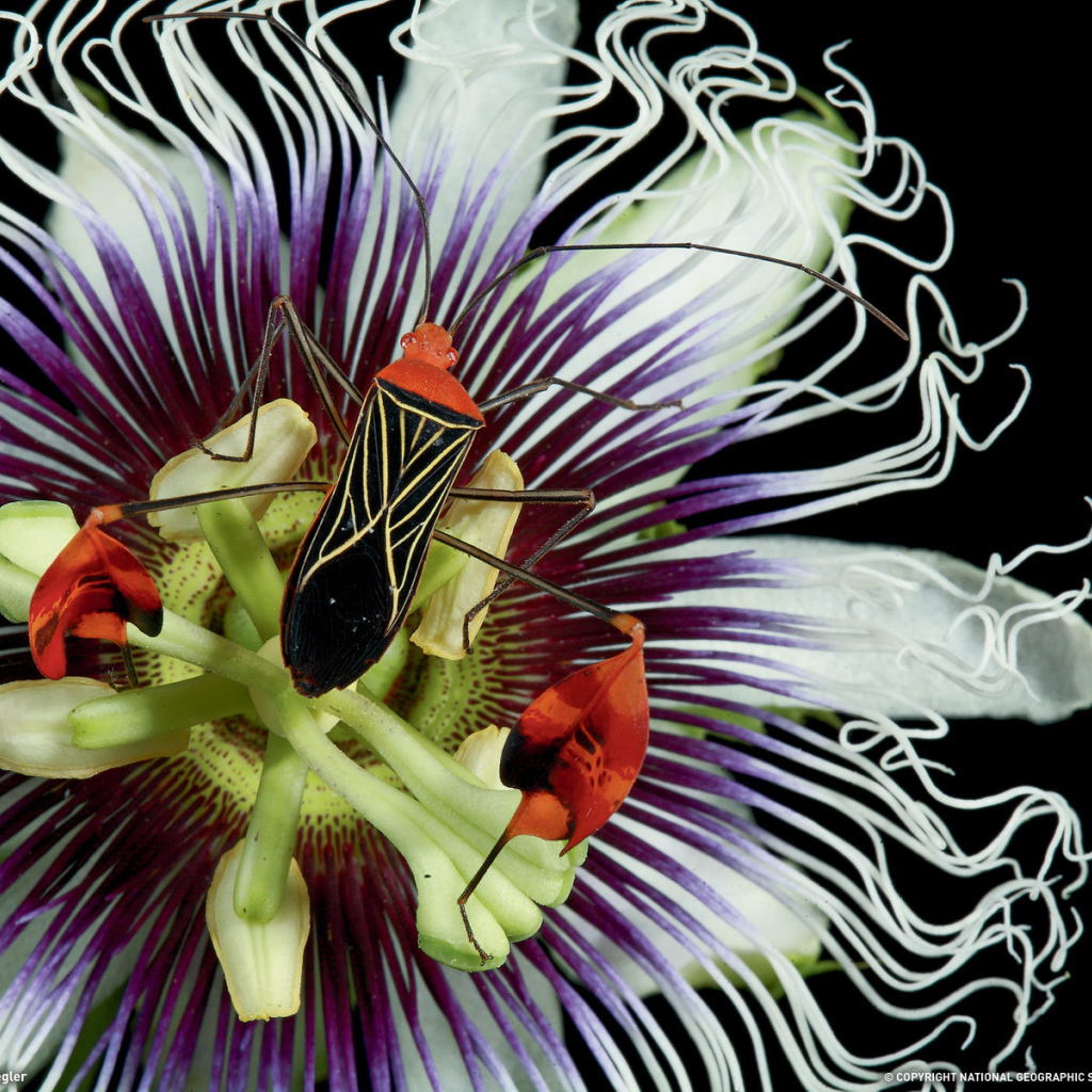 Красивый жук на цветке