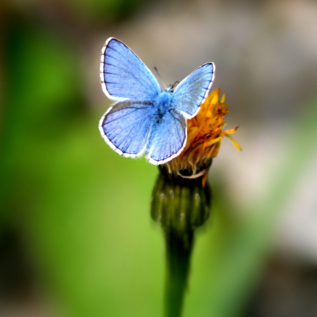 Голубая бабочка на цветке
