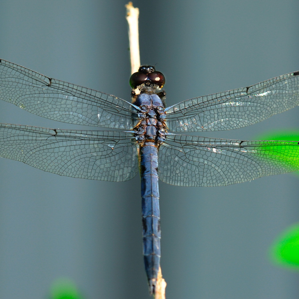 Синяя стрекоза