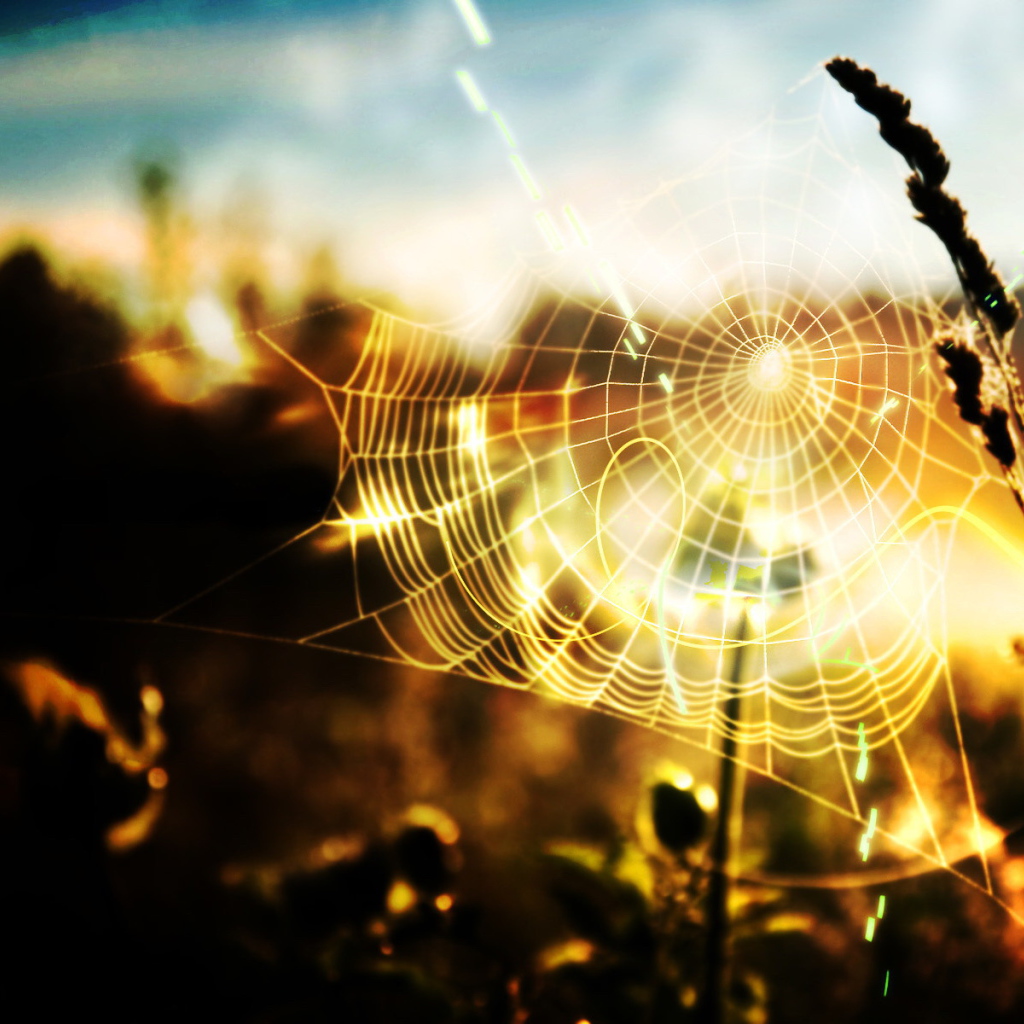 Паутина в солнечных лучах