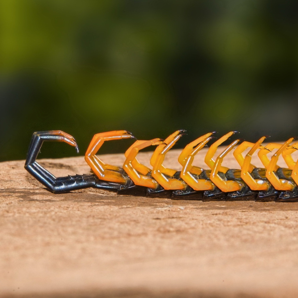 Мертвая сколопендра