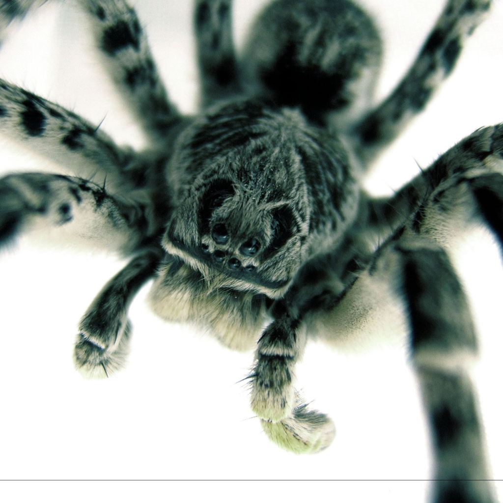 Страшный большой паук