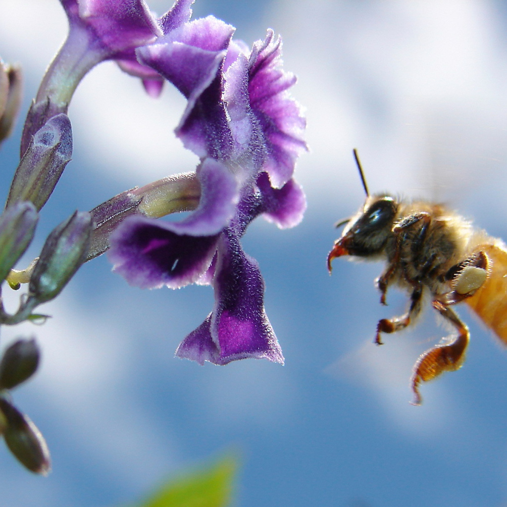Пчела подлетела к цветку