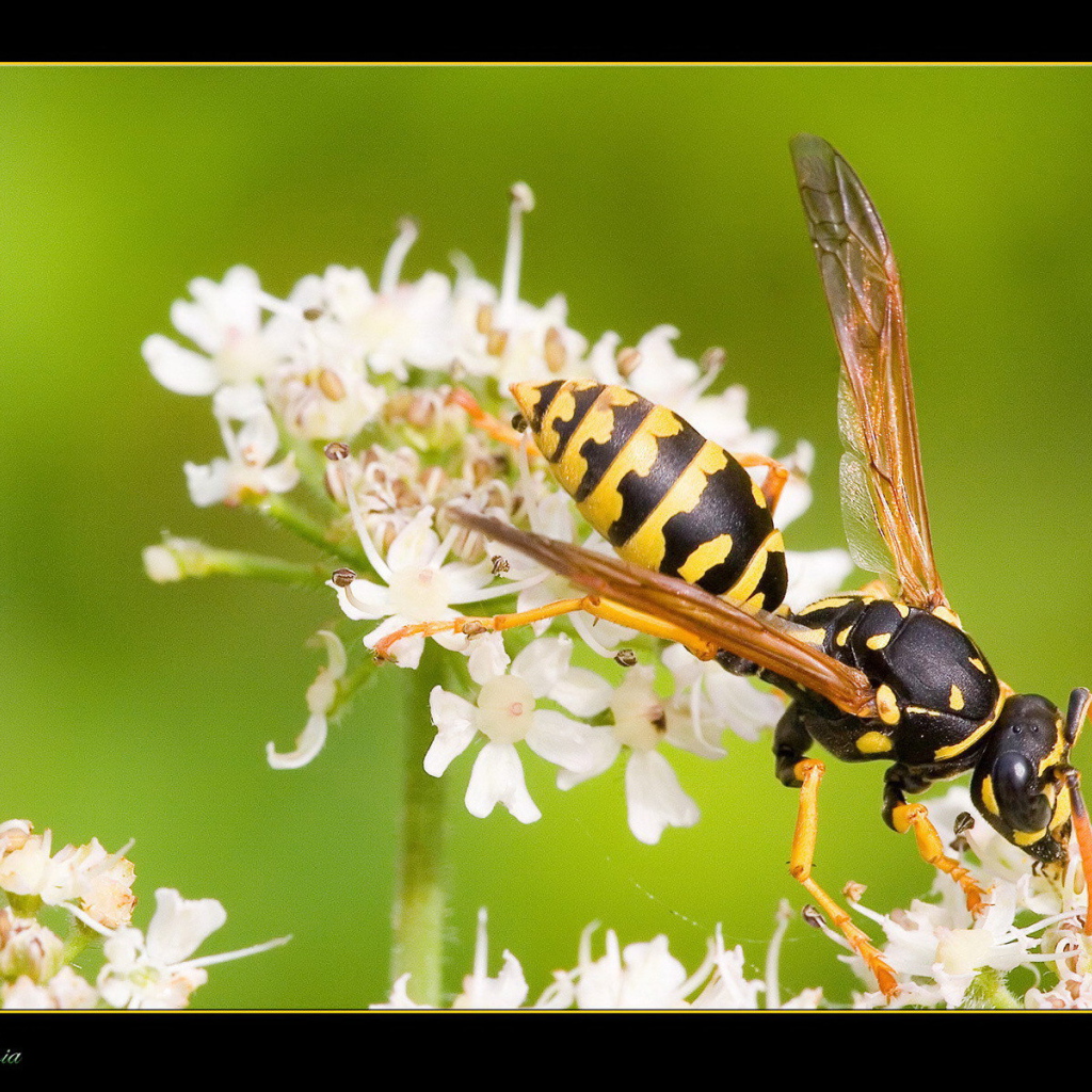 Оса на белом цветке