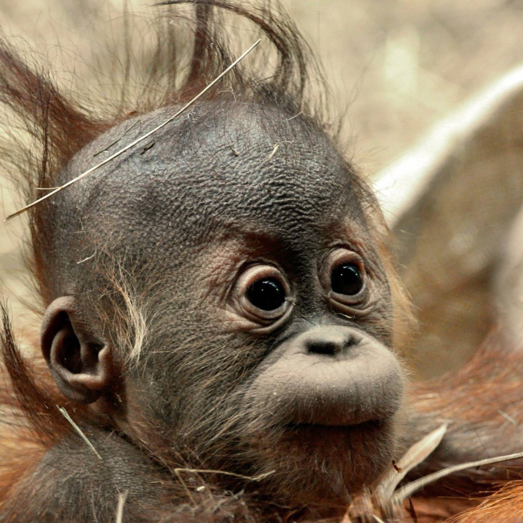 Детеныш обезьяны шимпанзе