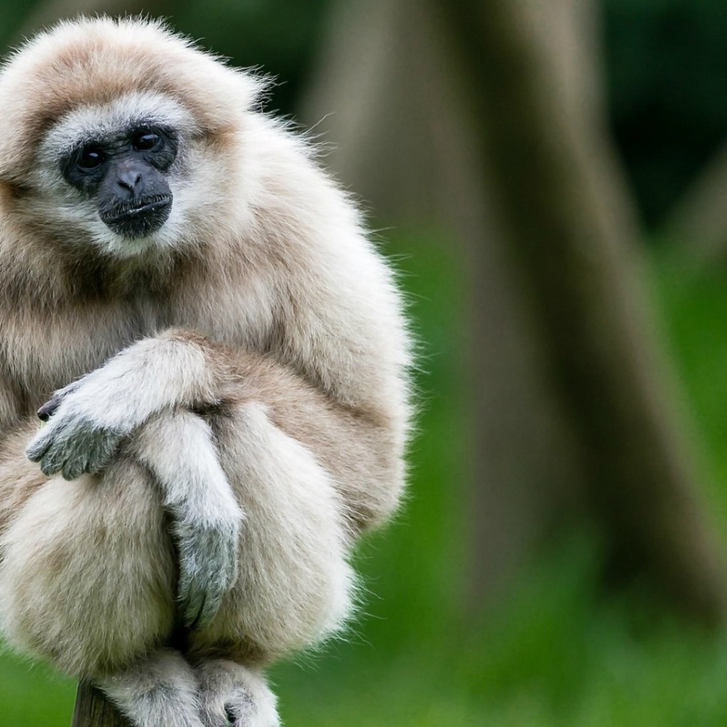 Милый белый гиббон