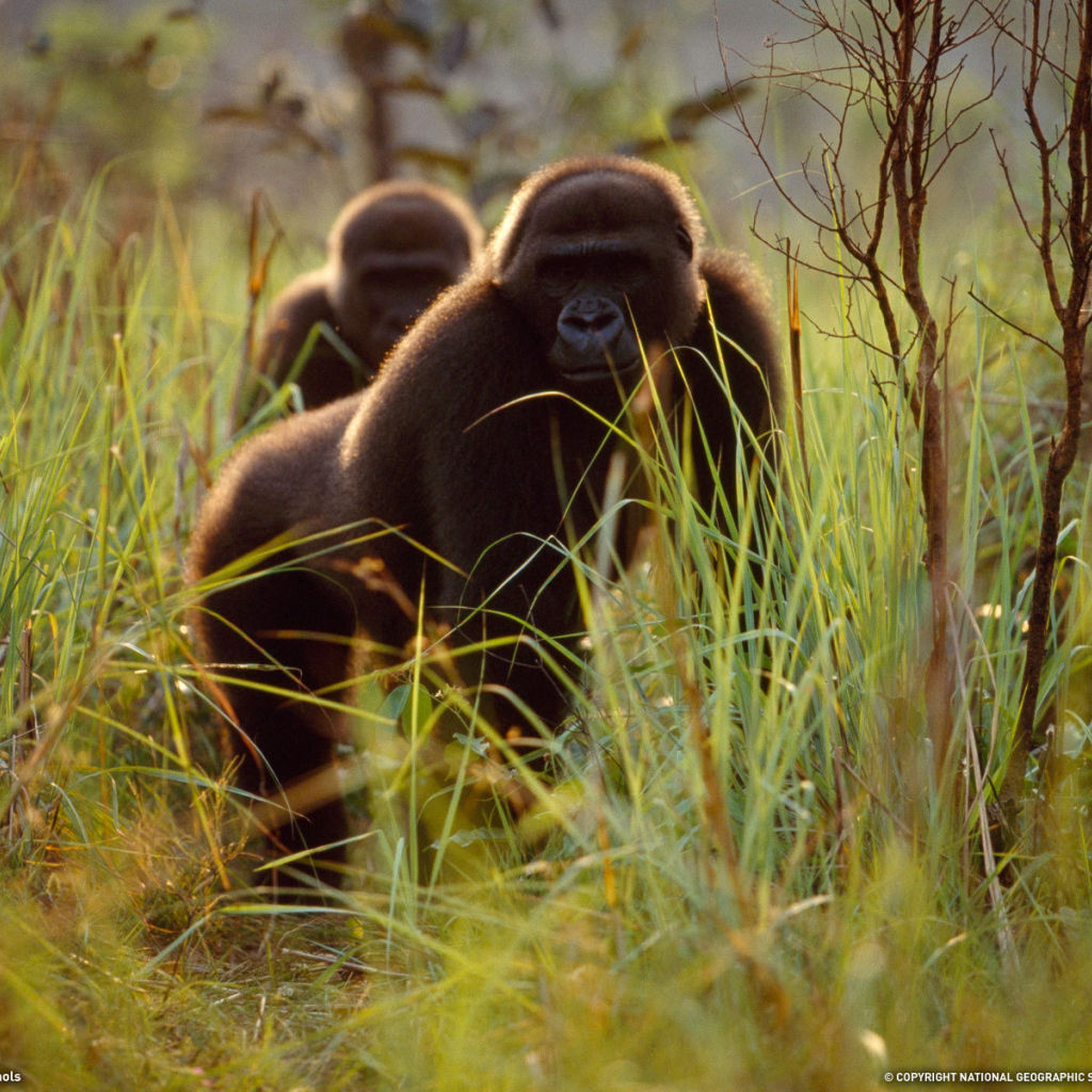 Гориллы прячутся в траве
