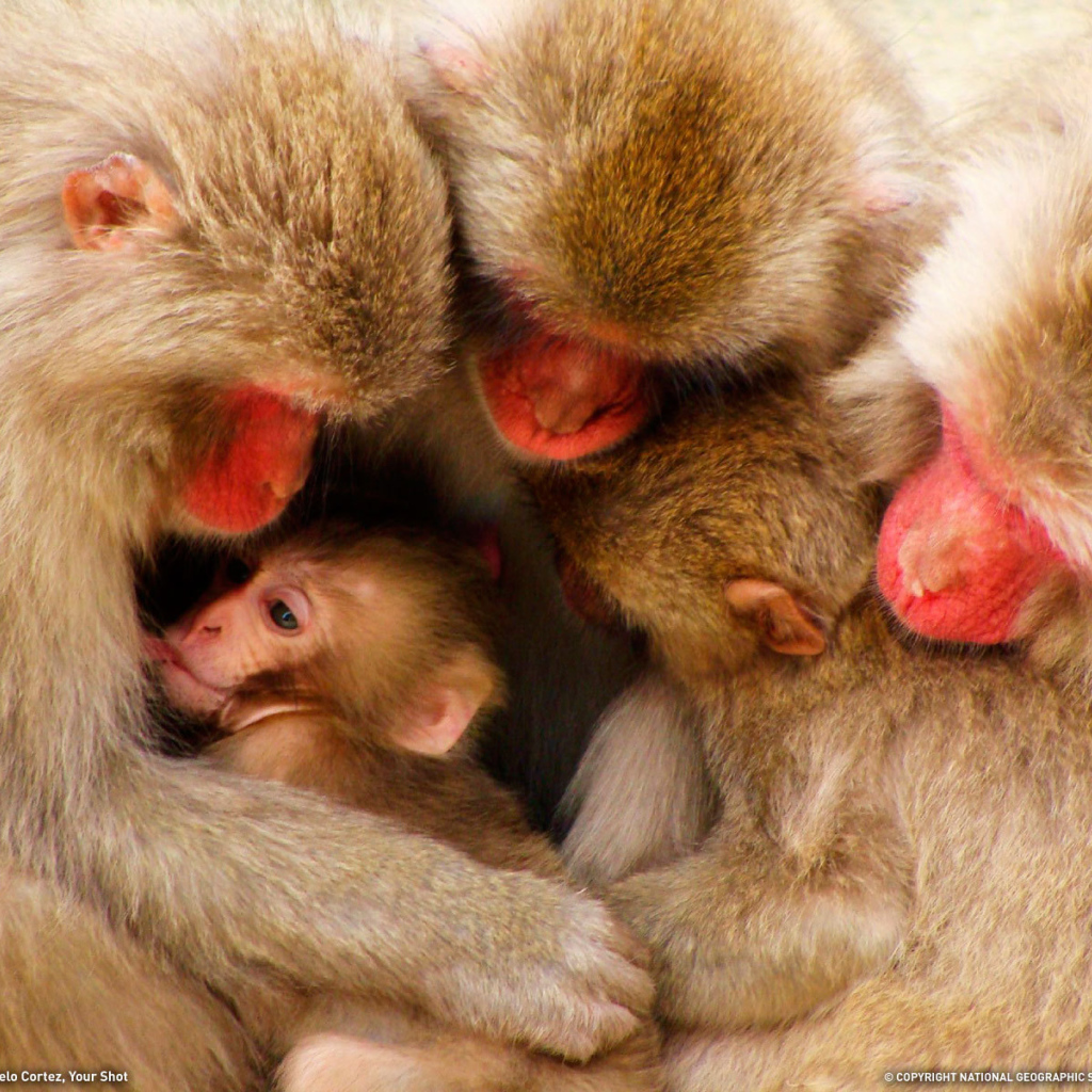 Дружная семья обезьян