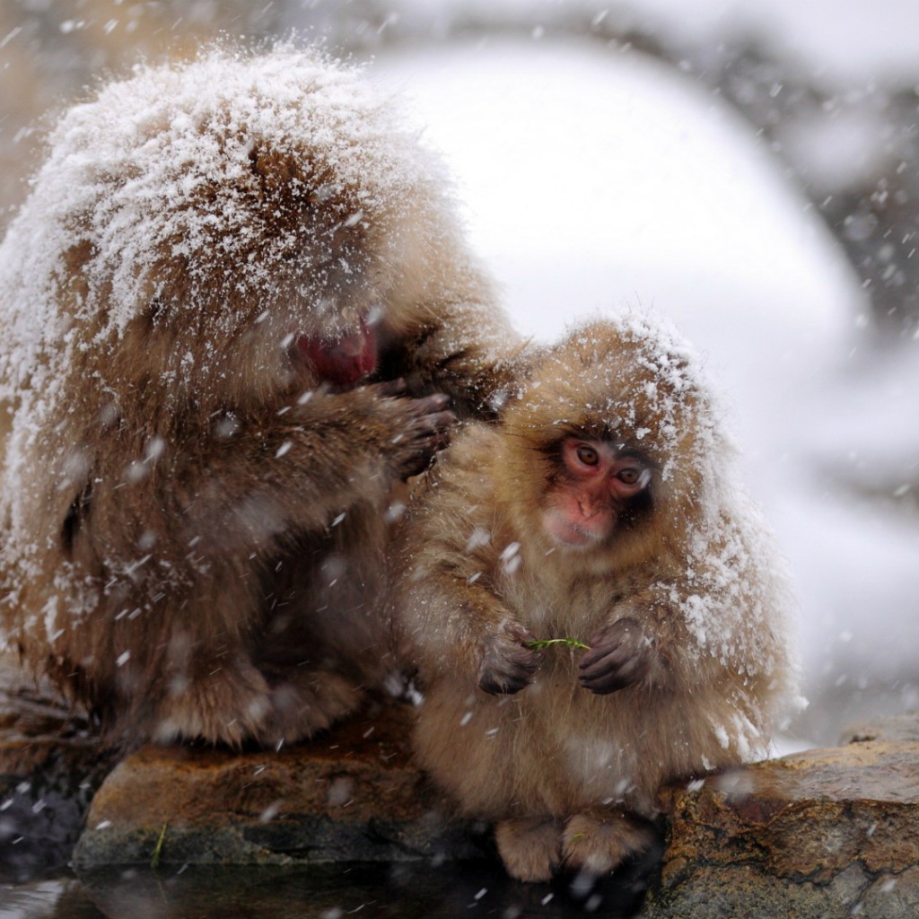 Японские макаки на снегу