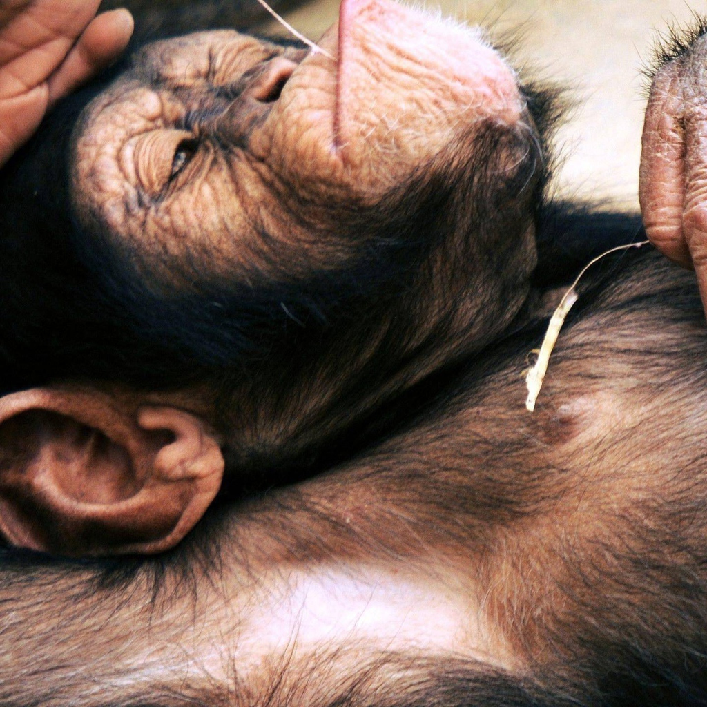 Макака лежит на спине с колоском в руке