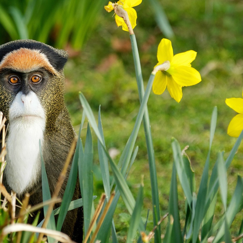 Обезьяна среди цветов