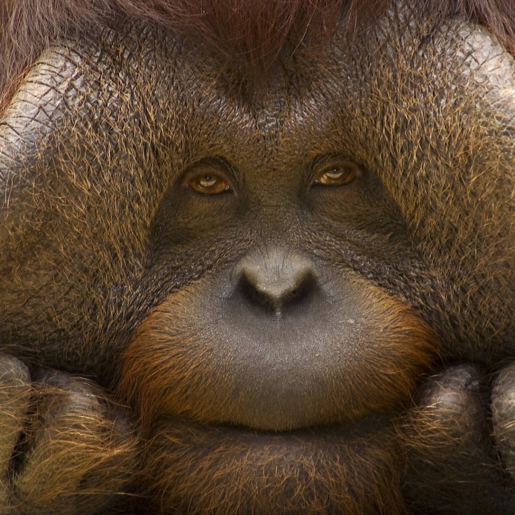 Грустное лицо орангутанга