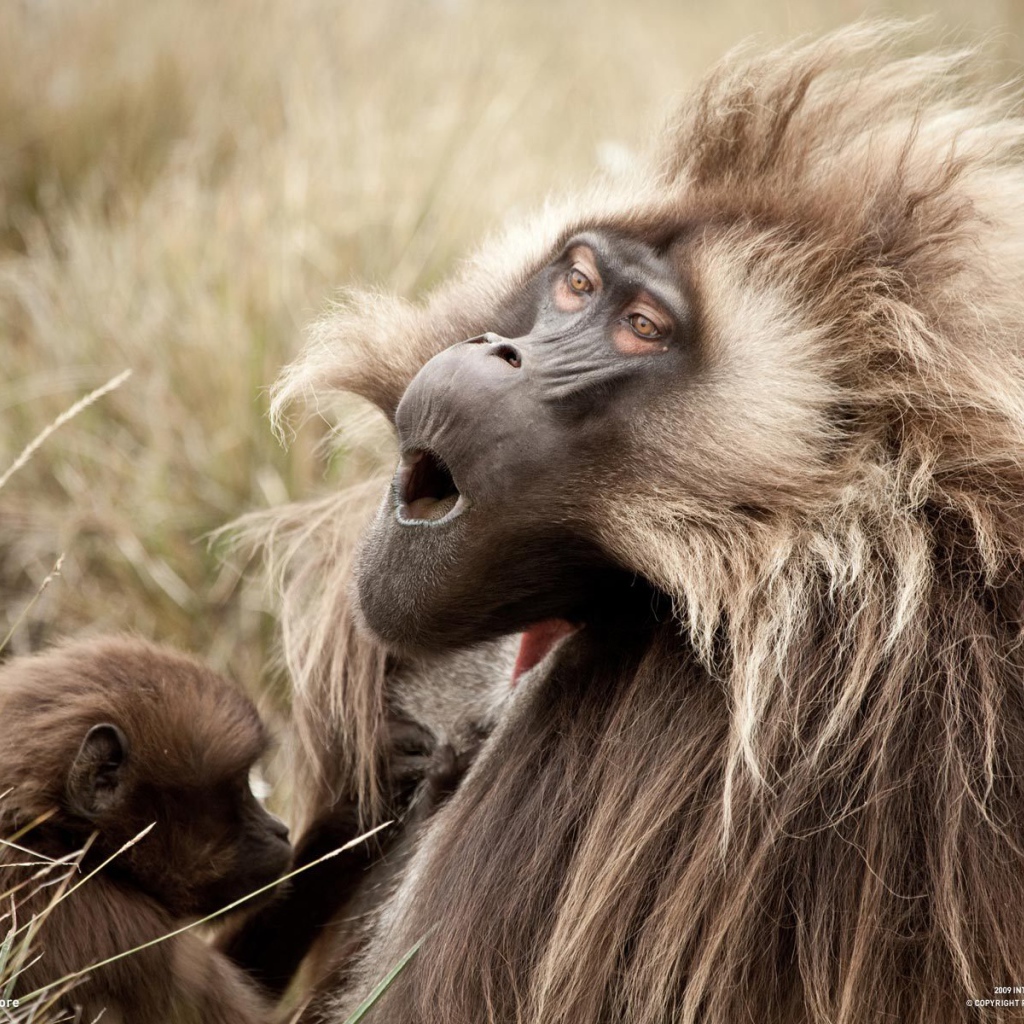 Соло для обезьяны