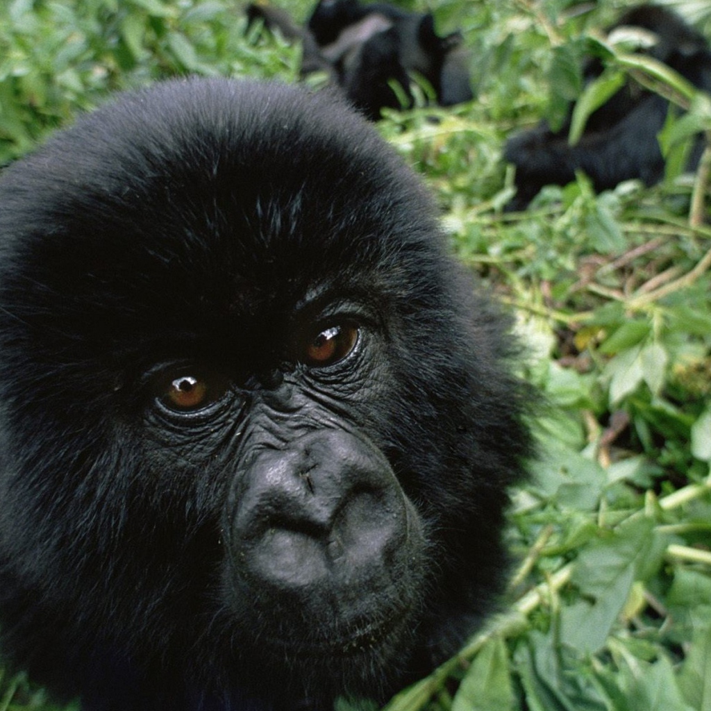 Черная обезьяна среди зарослей