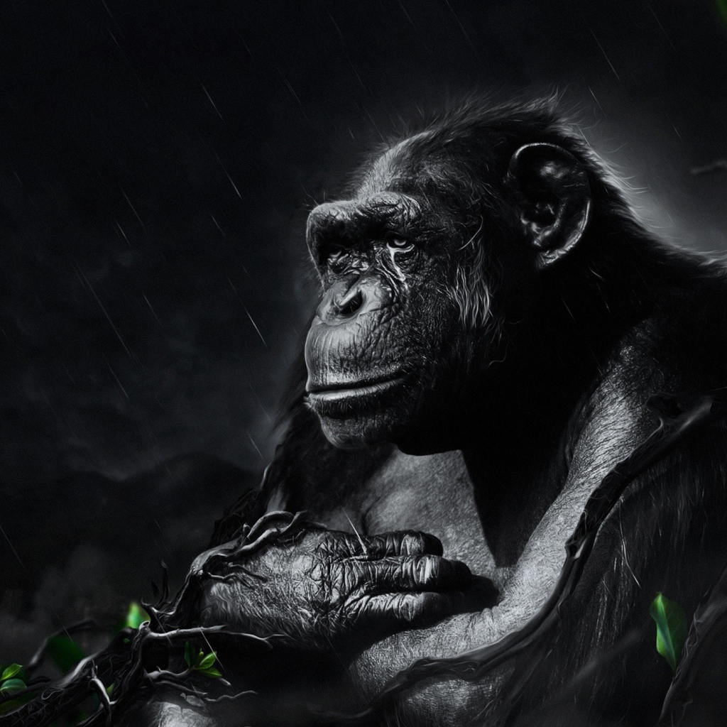 Черная обезьяна под ночным дождем