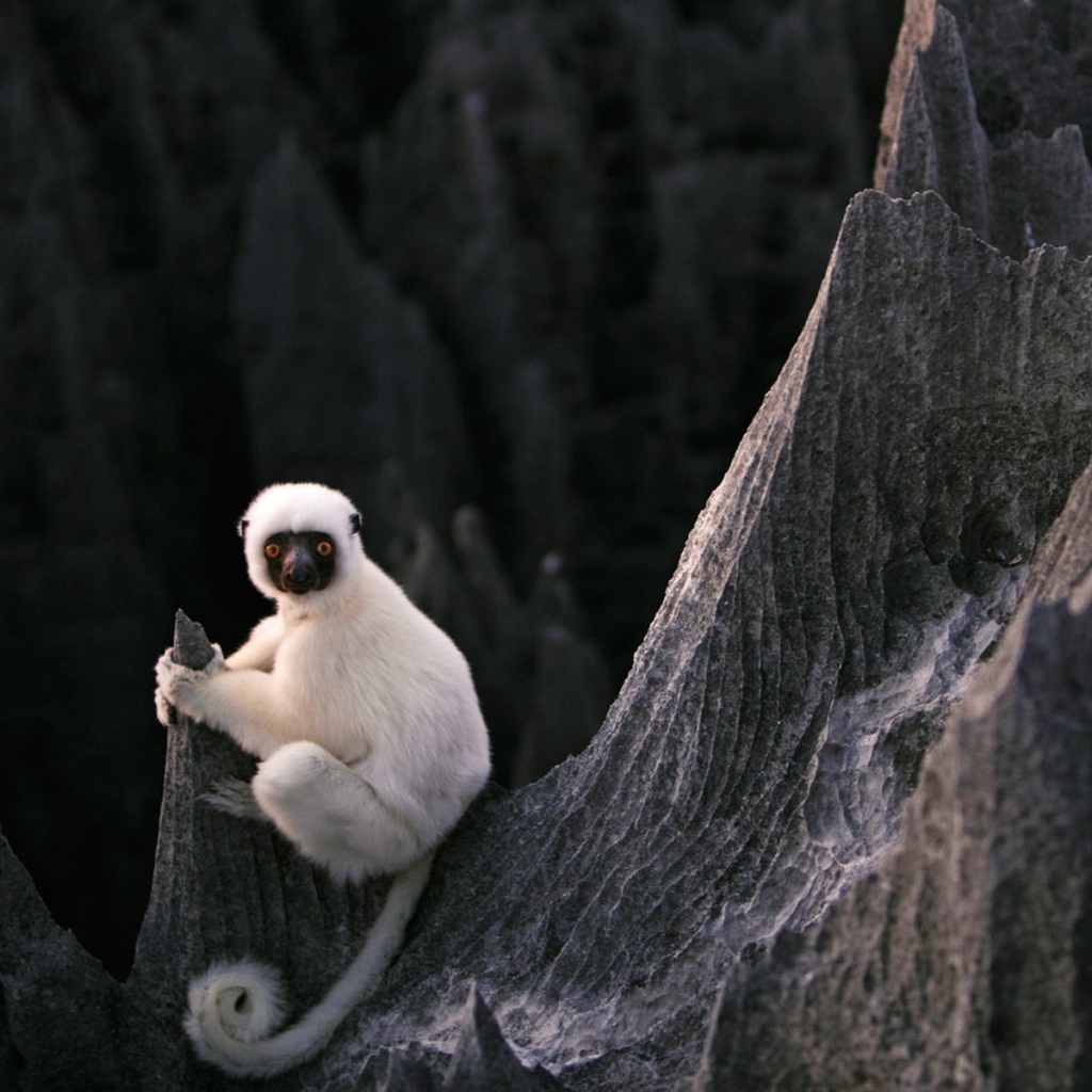 Белая обезьяна на скалах на Мадагаскаре