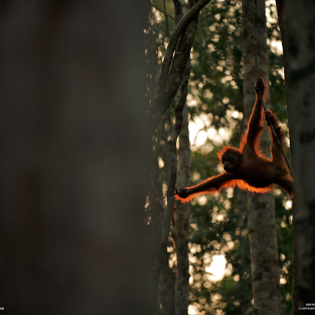 Обезьяна акробат