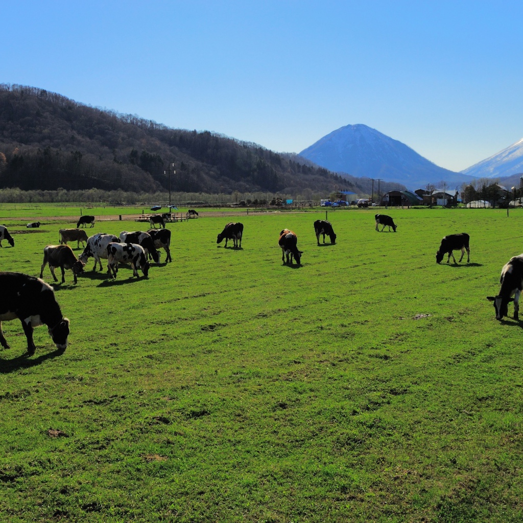 Стадо коров на ухоженном пастбище