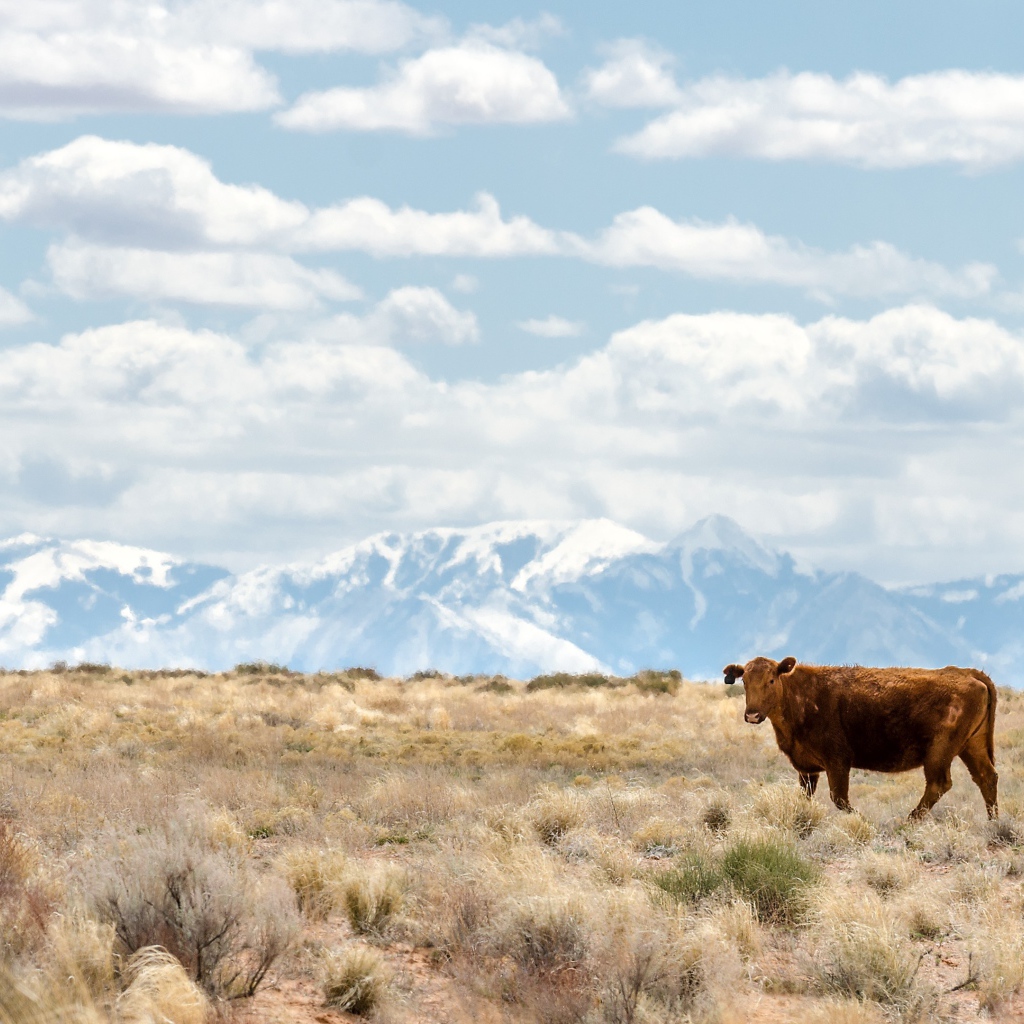 Коричневая корова на горном пастбище