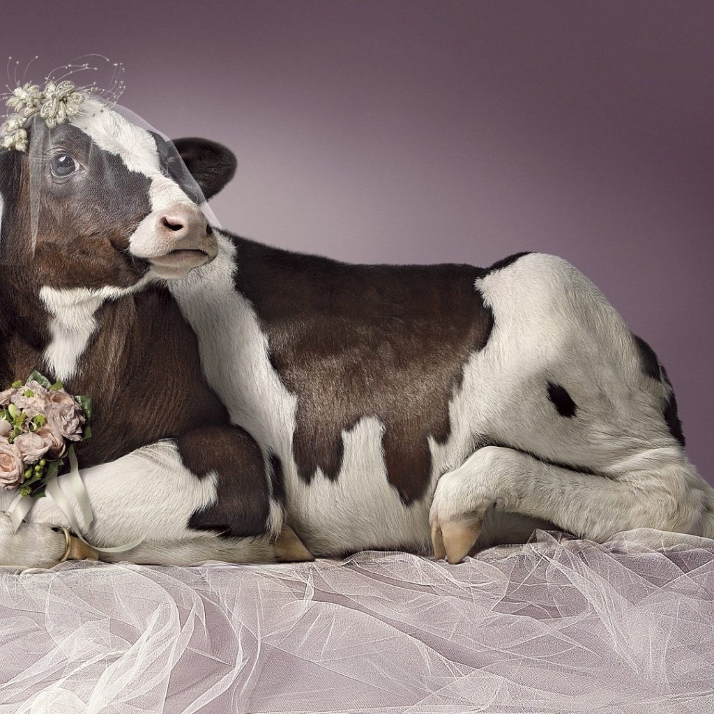 Корова в роли невесты