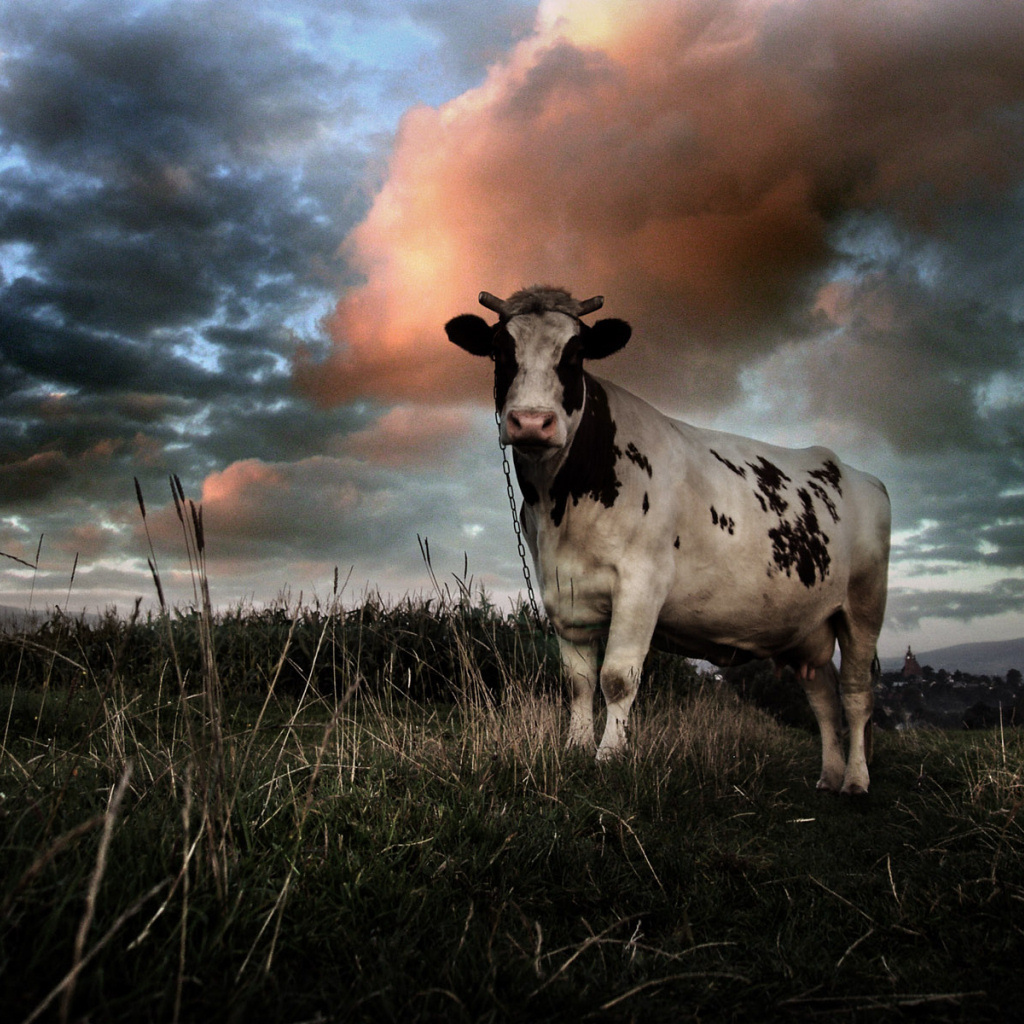 Корова на цепи