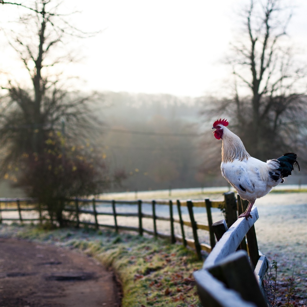 Белый петух на заборе