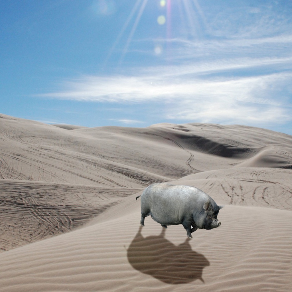 Серая свинья в пустыне