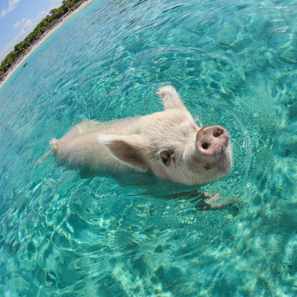 Свинья в море