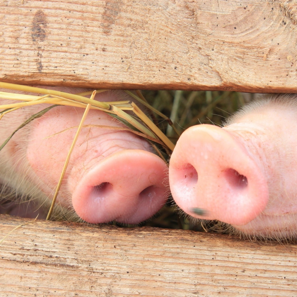 Пятачки двух поросят за забором