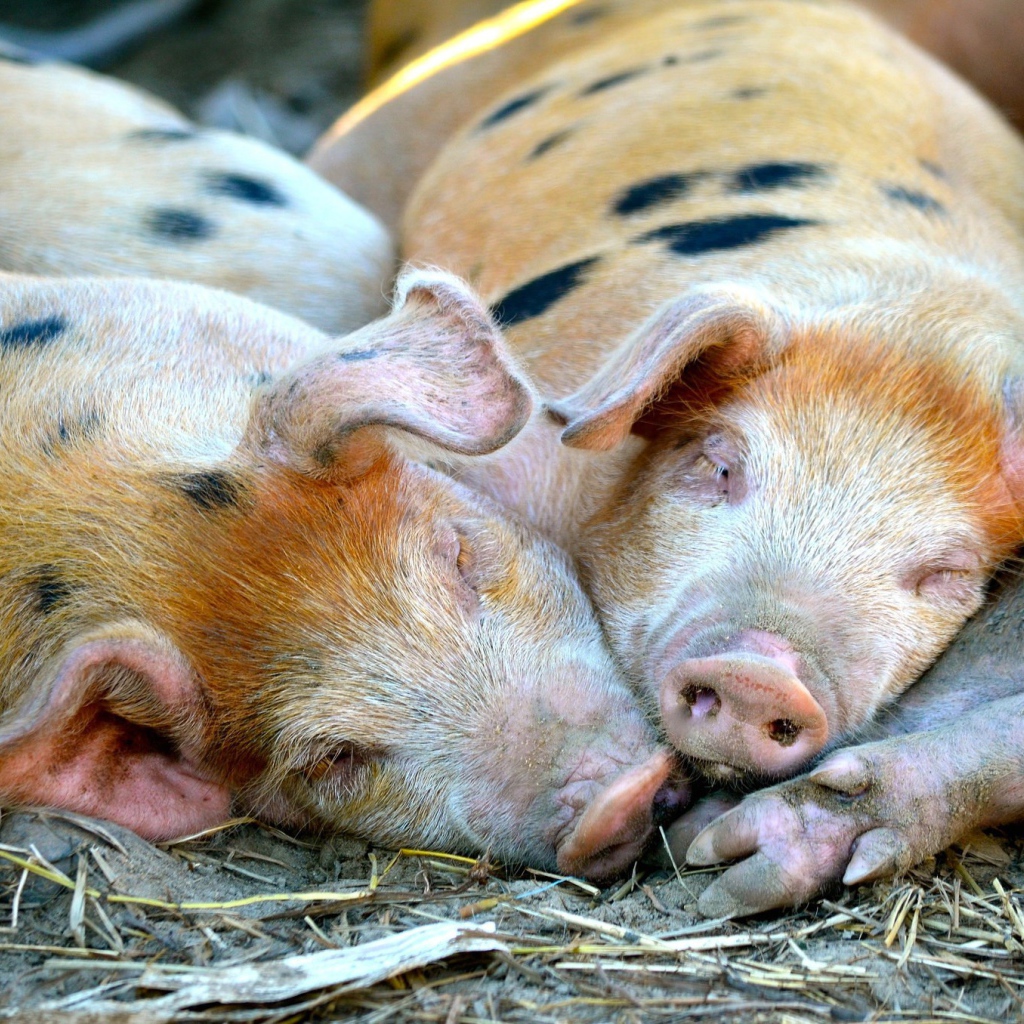 Свиньи спят в загоне
