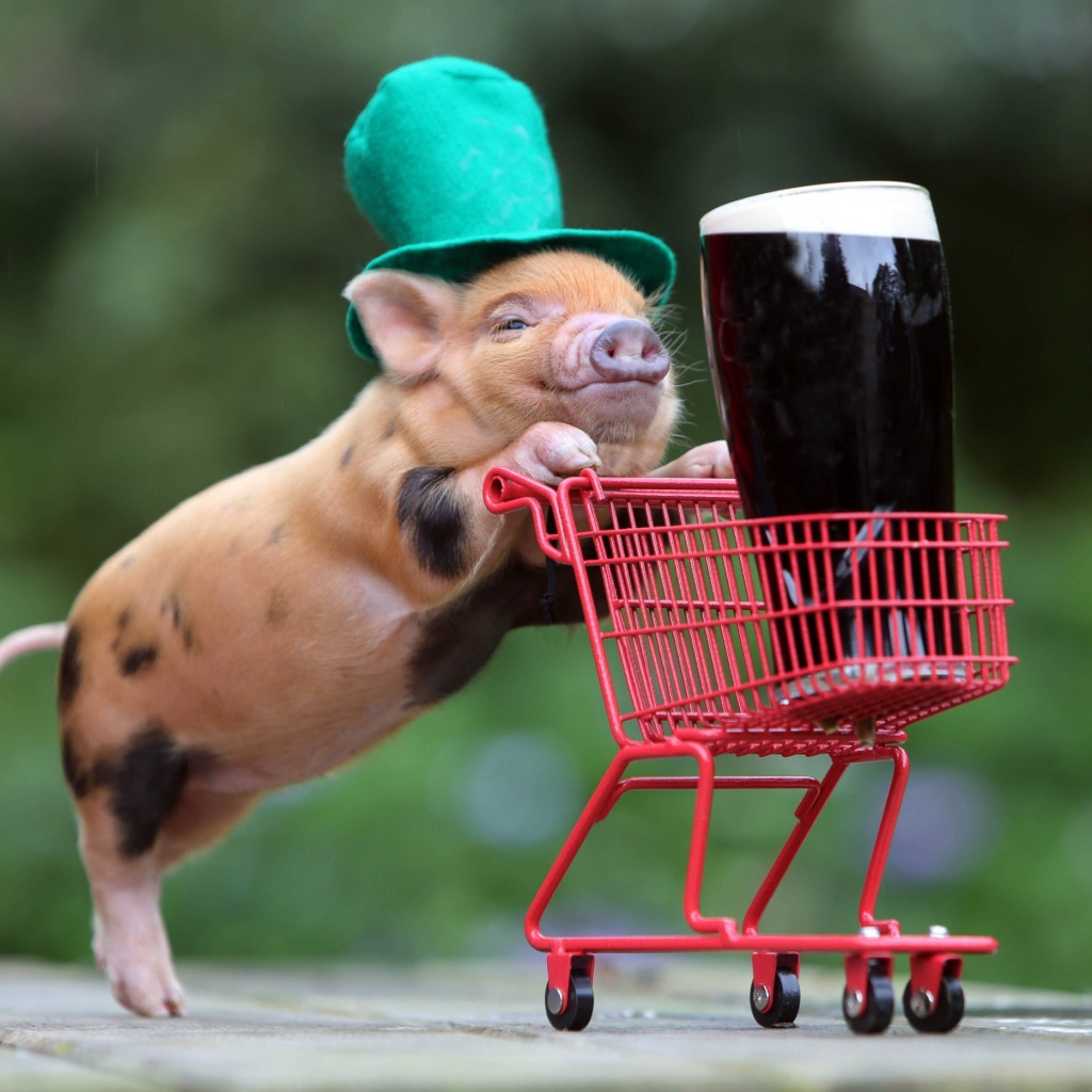 Дрессированная свинья везет корзинку