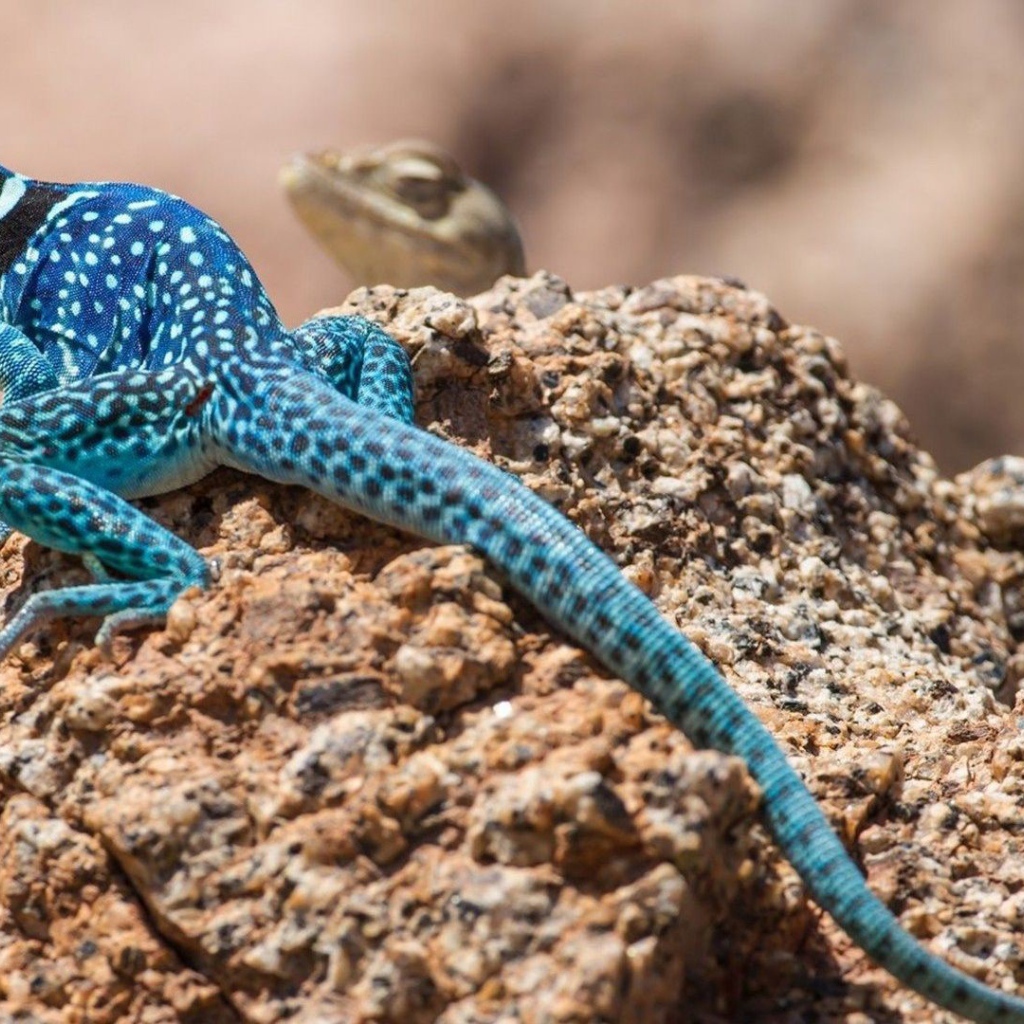 Синяя ящерица на камне