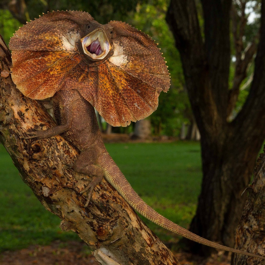 Ящерица с воротником на дереве