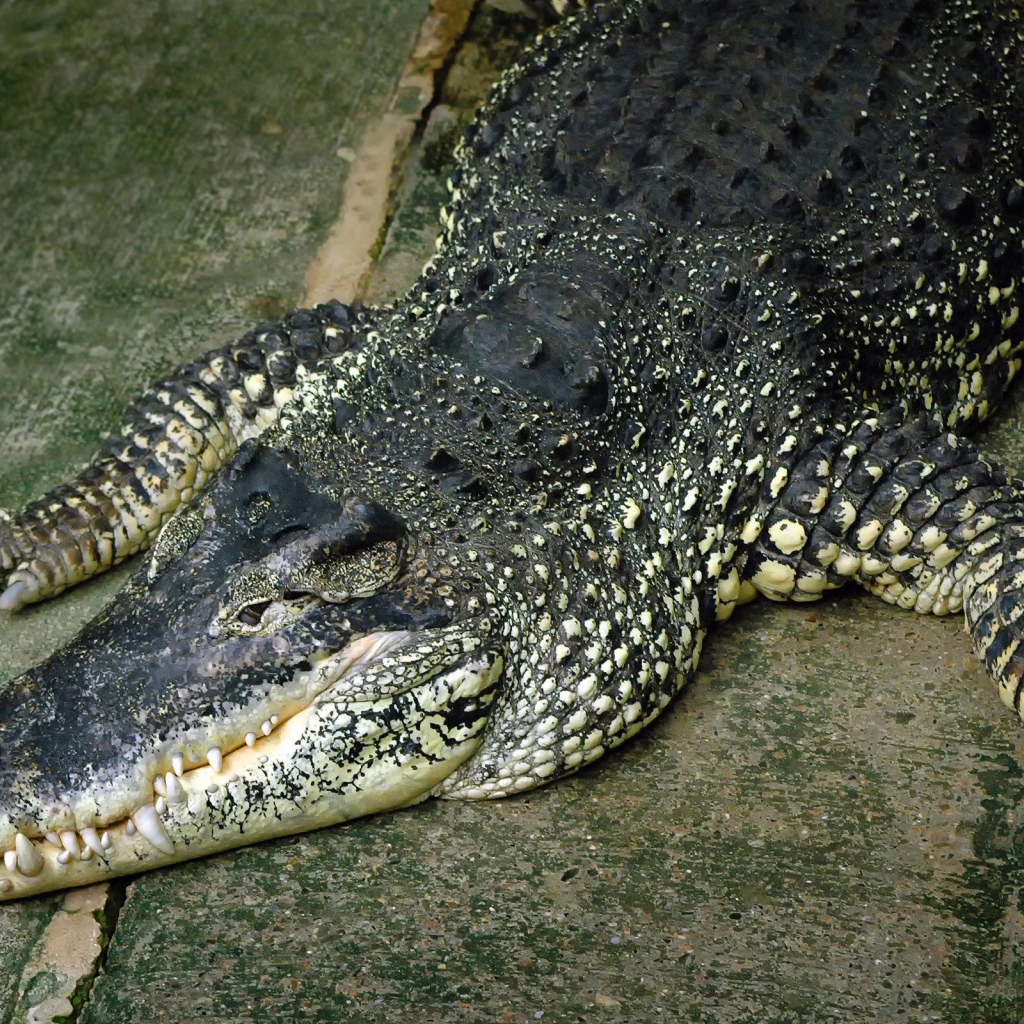 Крокодил лежит на полу