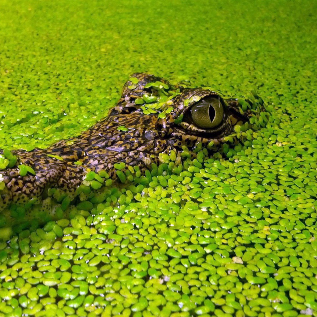 Крокодил маскируется в водных растениях