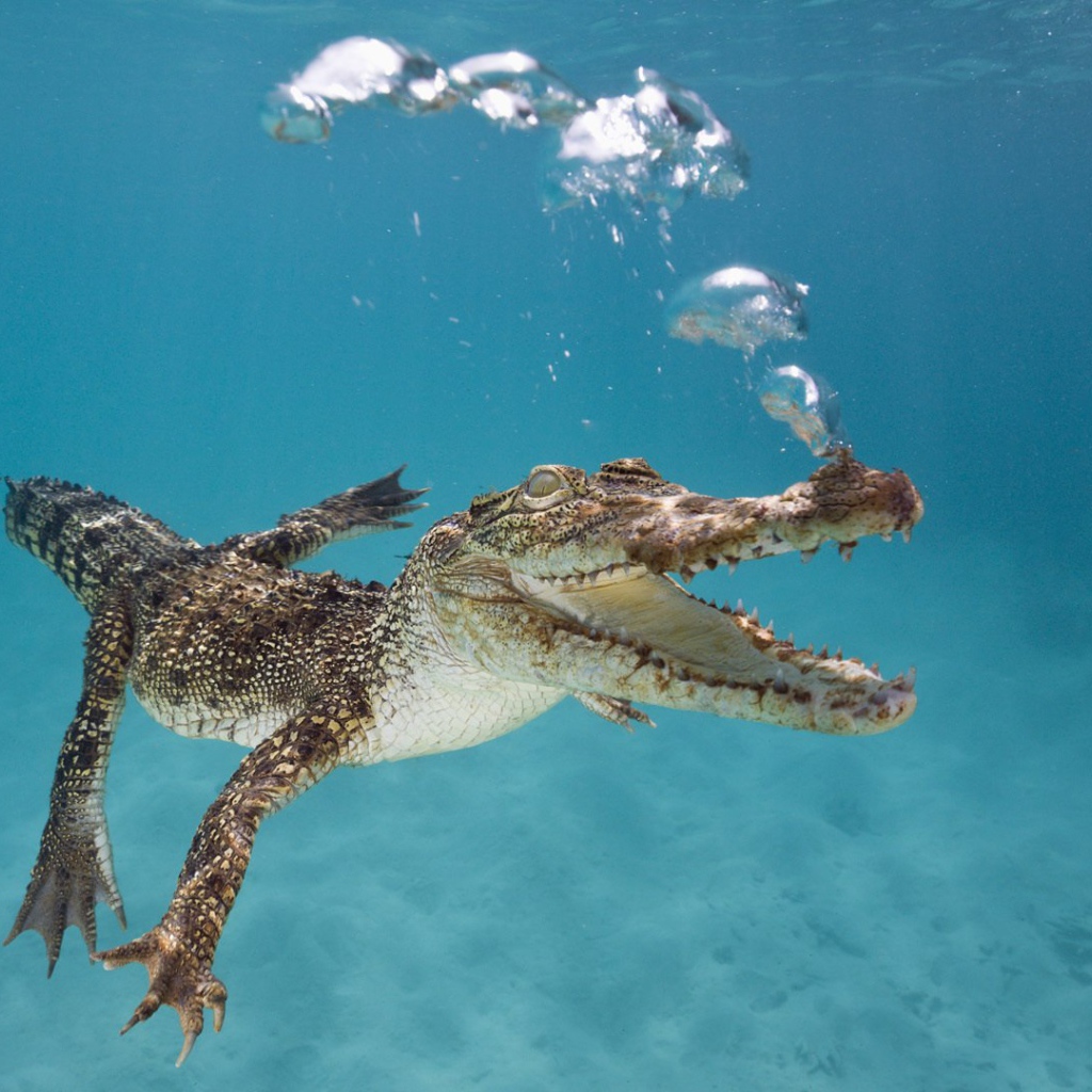 Крокодил плывет под водой