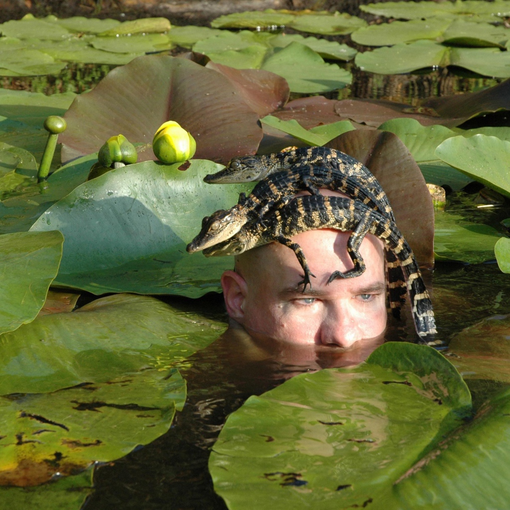 Крокодилы на голове человека