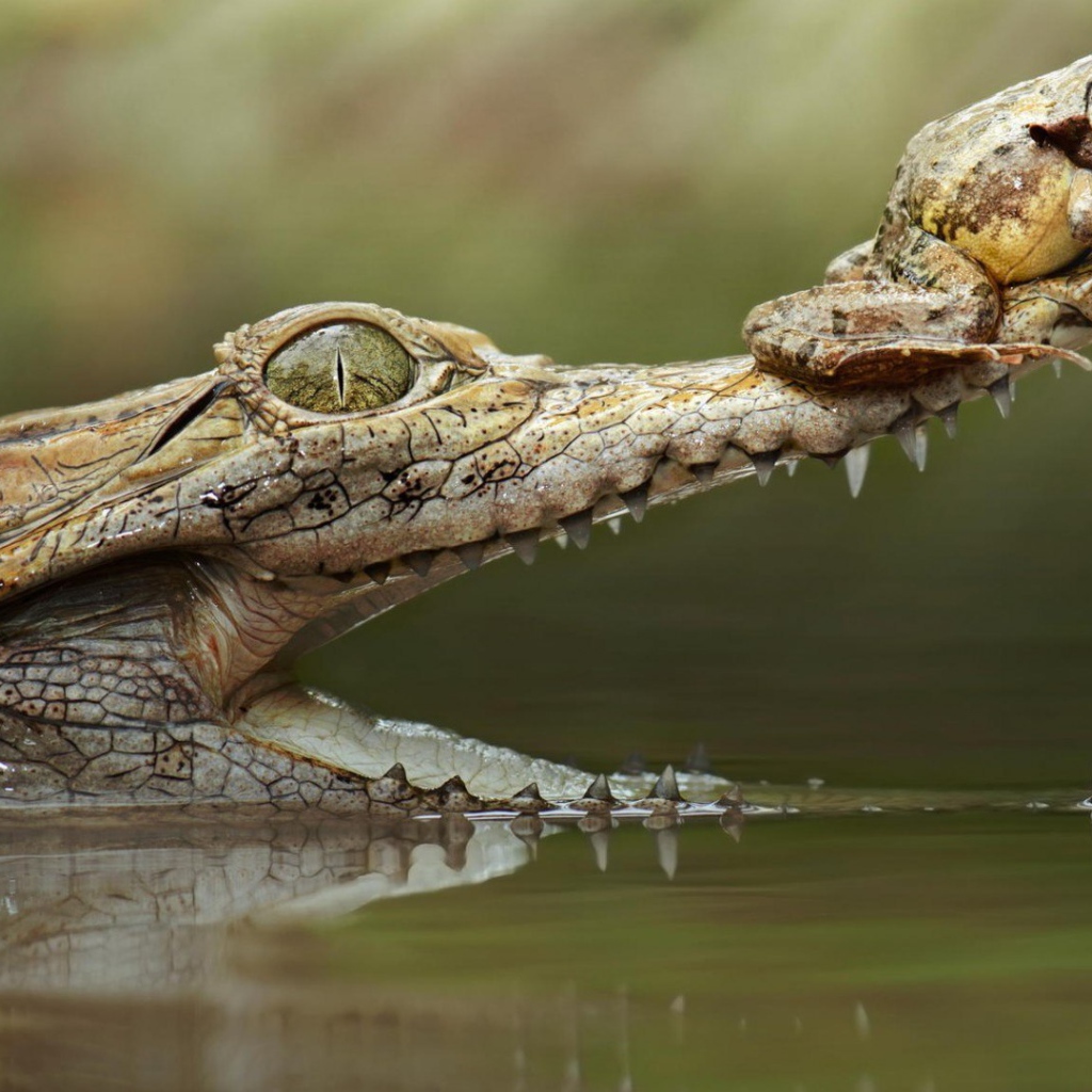 Лягушка на крокодиле