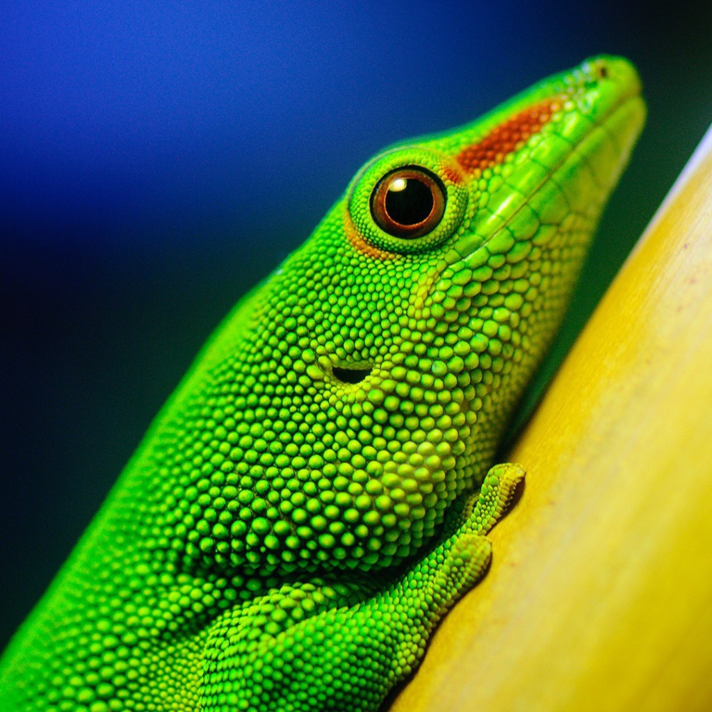 Зеленая ящерица на желтом столбе