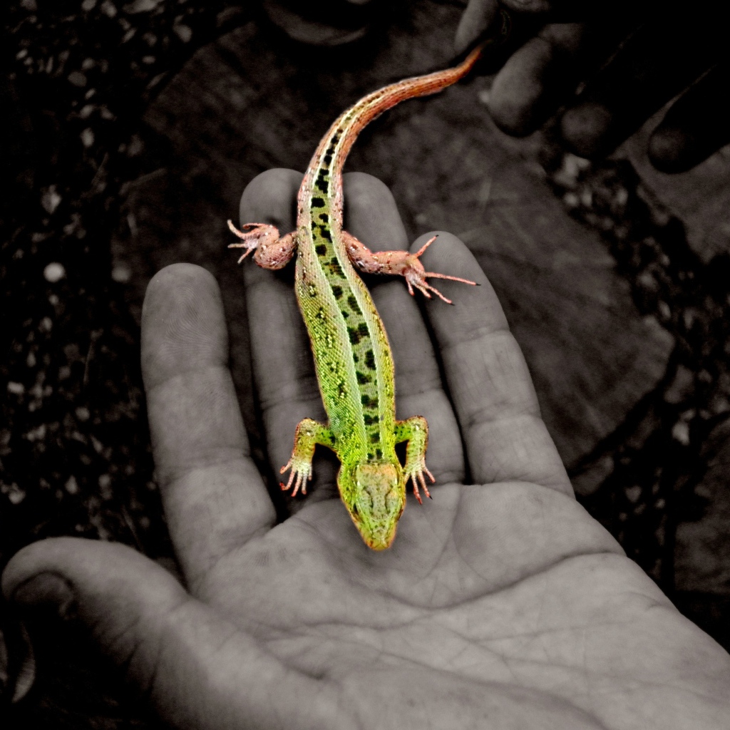 Зеленая ящерица на руке