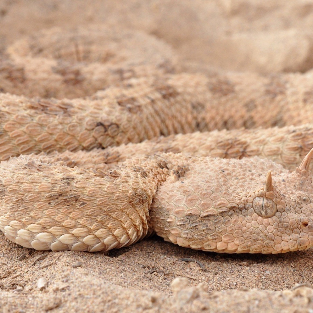 Змея рогатая гадюка