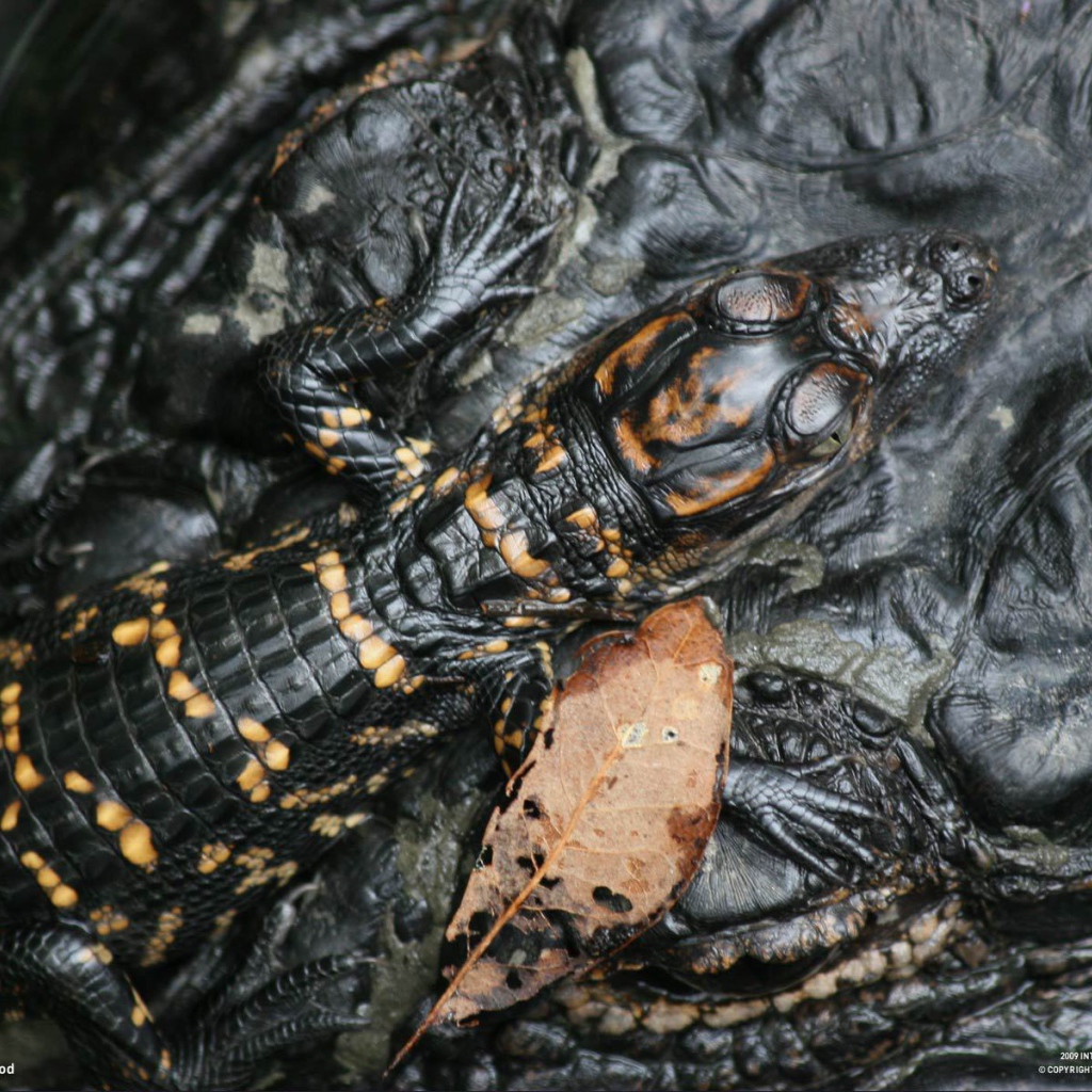 Маленький крокодил на голове мамы