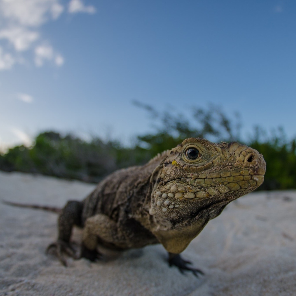 Ящерица на песке пляжа
