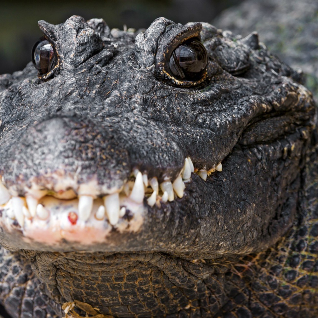 Зубы нильского крокодила