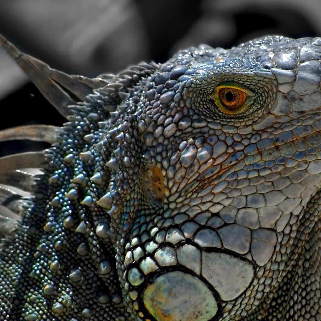 Обыкновенная серая игуана