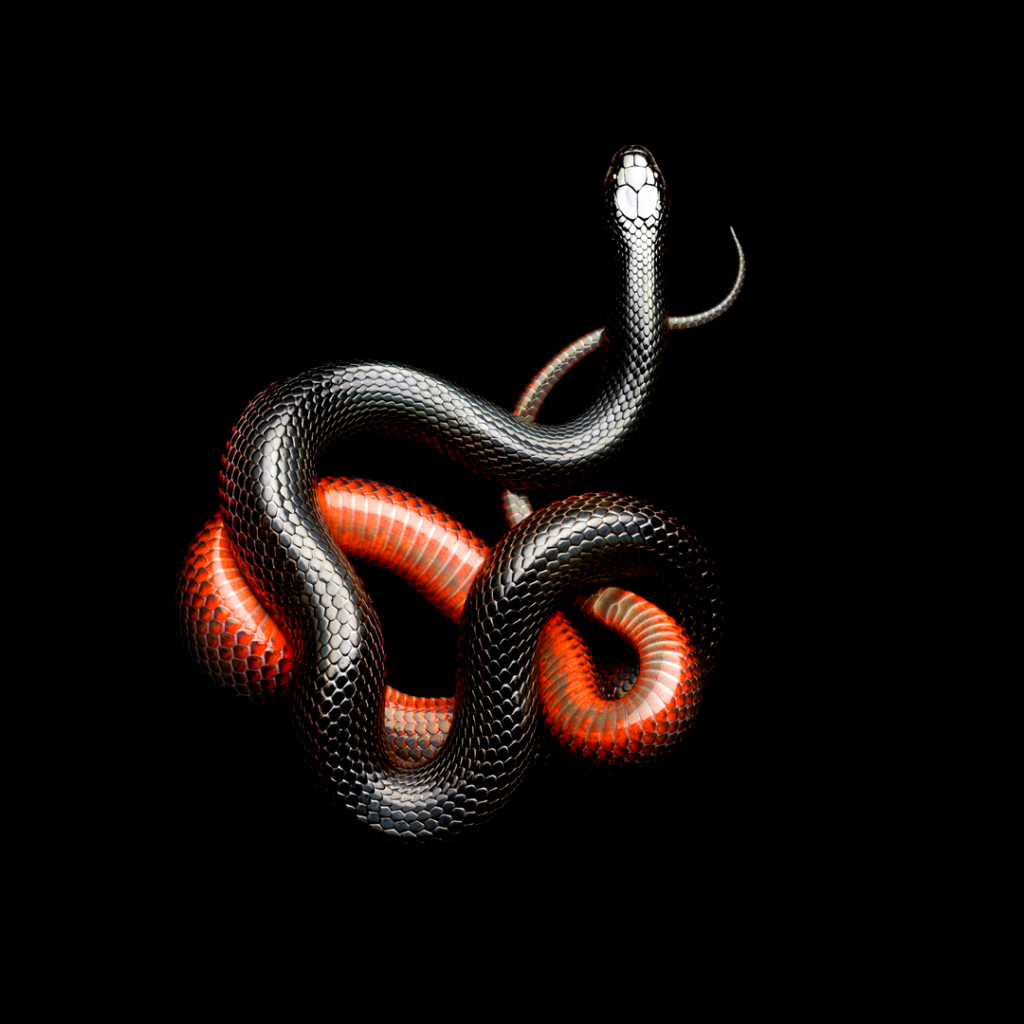 Красно черная змея на черном фоне